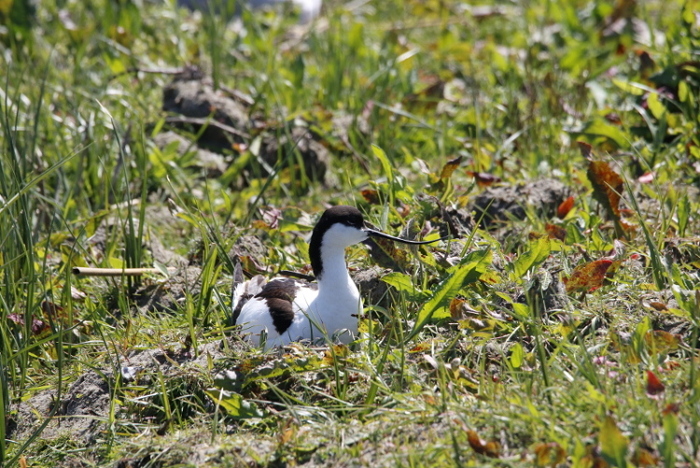 Avocette élégante sur son nid
