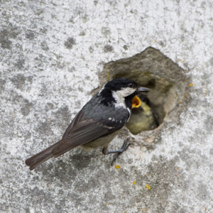La Mésange noire peut faire preuve d&rsquo;opportunisme pour nicher