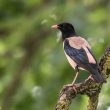 Étourneau roselin dans un jardin de Haute-Garonne