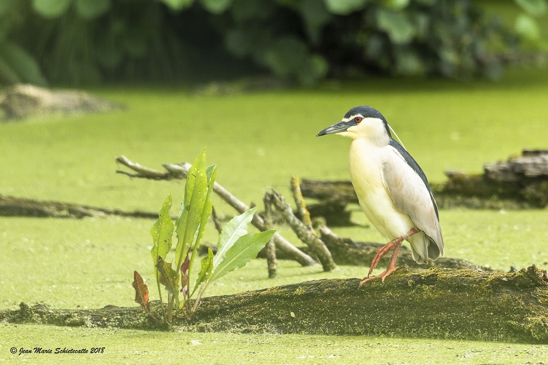 Bihoreau gris en Belgique