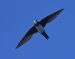 Martinet à ventre blanc | Tachymarptis melba | Alpine Swift
