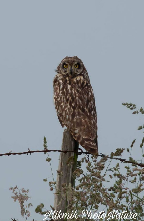 Hibou des marais dans le pays de Caux