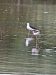 Échasse blanche | Himantopus himantopus | Black-winged Stilt