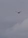 Sterne naine | Sternula albifrons | Little Tern