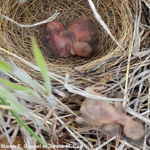 Premier cas signalé de passereaux replaçant un oisillon mort dans leur nid