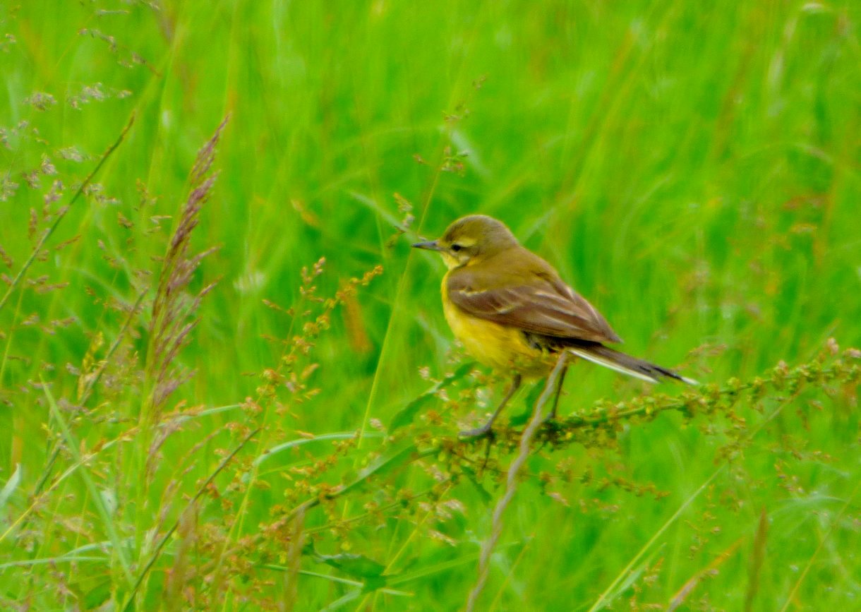Bergeronnette flavéole