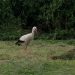 Cigogne blanche | Ciconia ciconia | White Stork