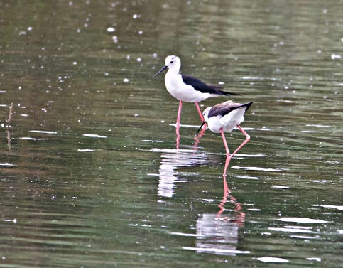 Echasses blanches dans le Platier-d’Oye