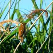 Phragmite des joncs