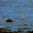Gravelot à collier interrompu sur une plage