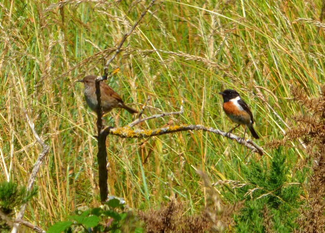 Tarier pâtre mâle et Accenteur mouchet