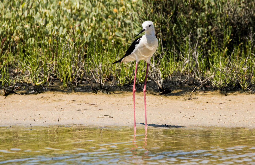 Echasse blanche sur l’île de Noirmoutier