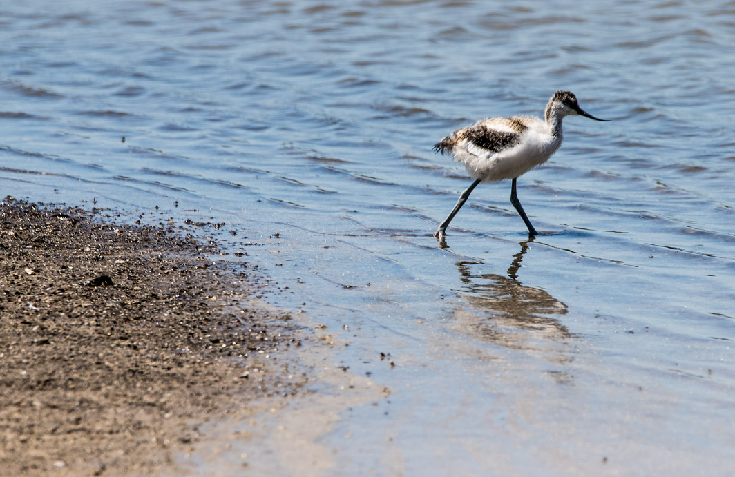 Poussin d’Avocette élégante