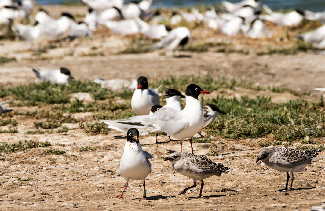 Mouettes mélanocéphales avec poussins