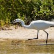 Aigrette garzette