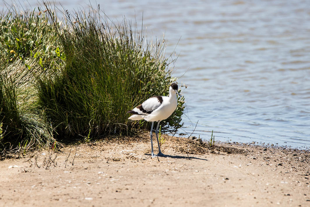 Avocette élégante