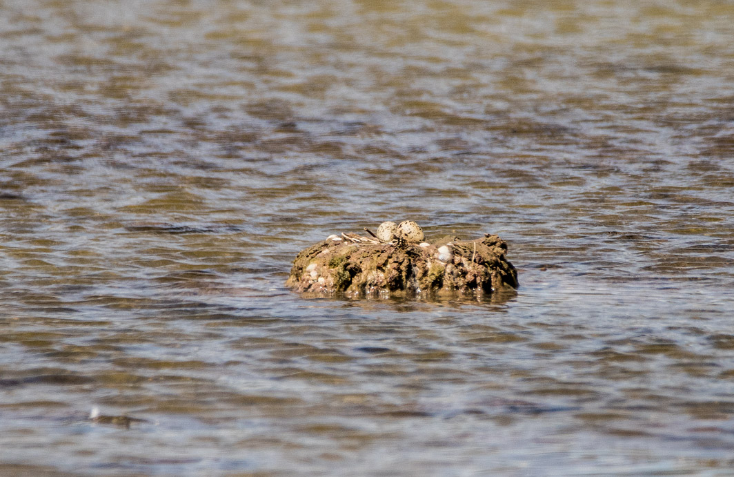 Oeufs d’Echasse blanche