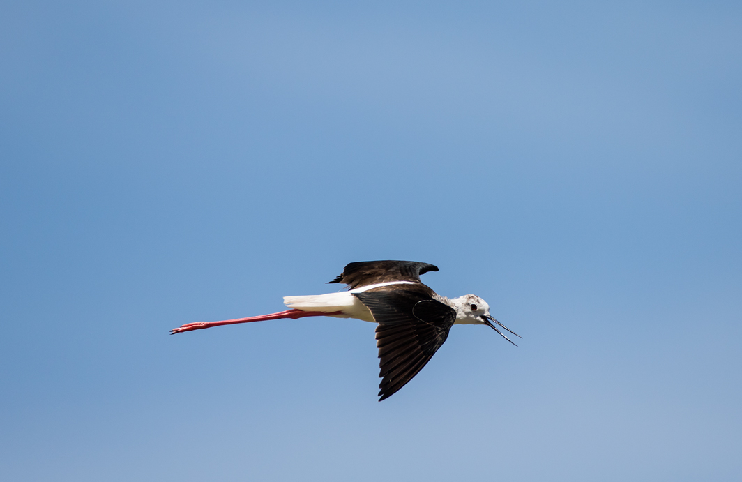 Echasse blanche en vol