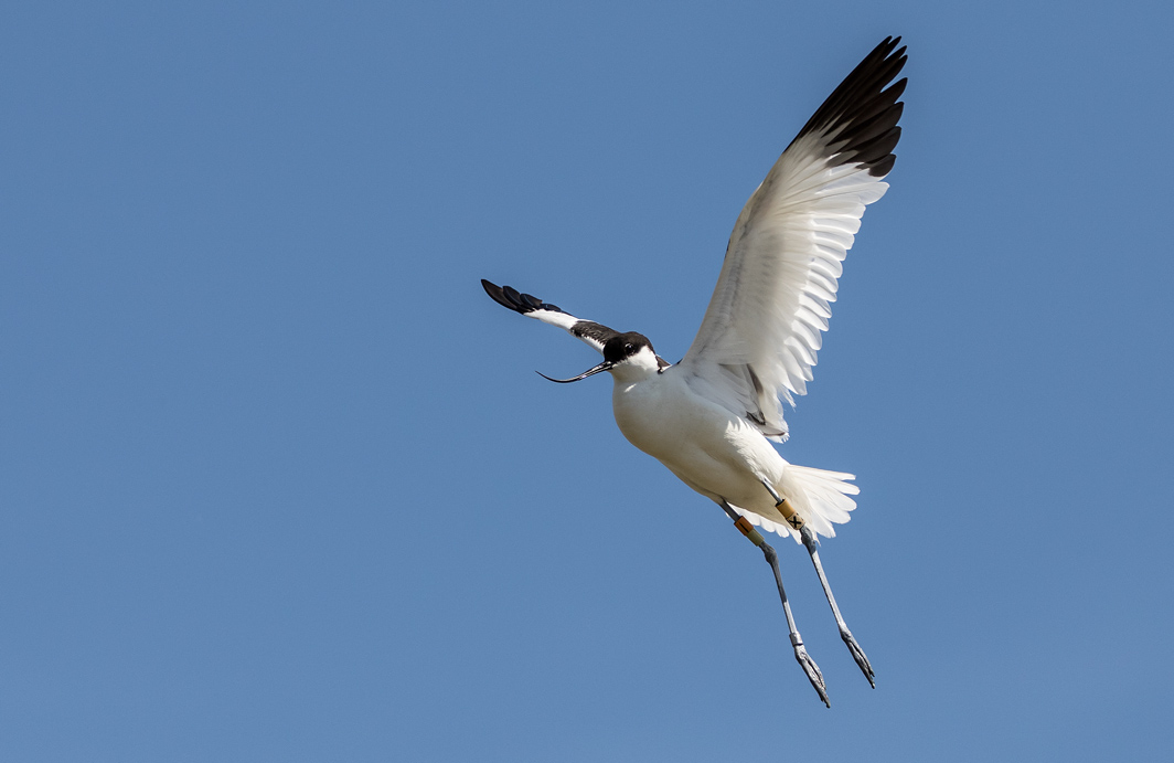 Avocette élégante en vol