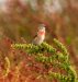Linotte mélodieuse | Linaria cannabina |  Common Linnet
