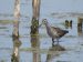 Chevalier sylvain | Tringa glareola | Wood Sandpiper