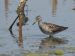 Chevalier sylvain | Tringa glareola | Wood Sandpiper