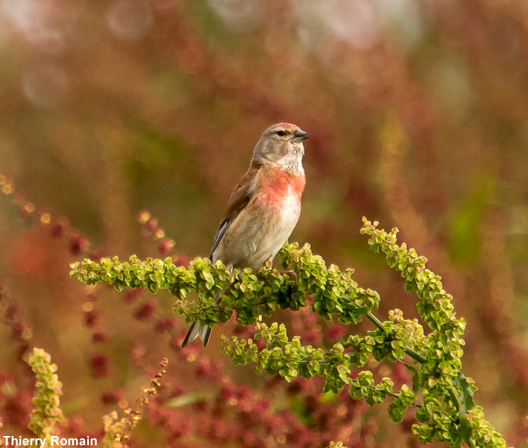 Linotte mélodieuse mâle