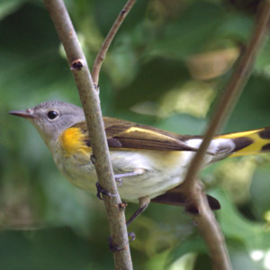 Une Paruline flamboyante vole le nid d&rsquo;un couple de Parulines azurées