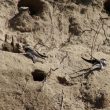 Des poussins de Sternes pierregarins s&rsquo;abritent dans des galeries d&rsquo;Hirondelles de rivage