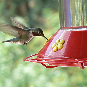 Attirer et nourrir les colibris et les souimangas dans son jardin
