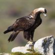 La population d&rsquo;Aigles ibériques semble avoir poursuivi sa progression en 2017