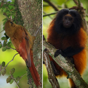De nouveaux cas d’associations entre mammifères et oiseaux tropicaux