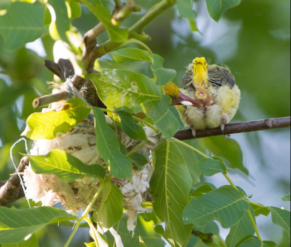 Loriot d&rsquo;Europe femelle récupérant un sac fécal