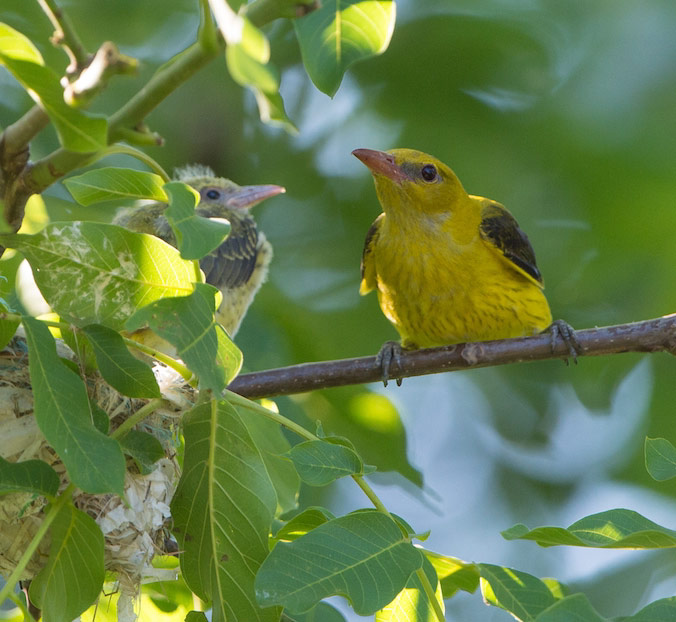Loriot d&rsquo;Europe femelle et son poussin