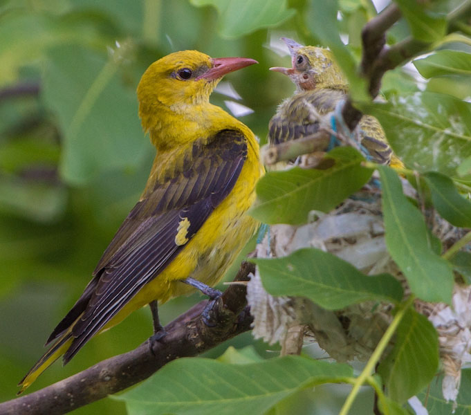 Loriot d&rsquo;Europe femelle