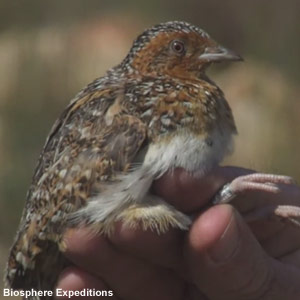 Le Turnix hottentot pourrait être moins rare qu&rsquo;on ne le croyait