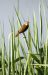 Phragmite des joncs | Acrocephalus schoenobaenus | Sedge Warbler