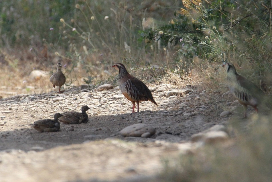 Perdreaux rouges prenant un bain de poussière