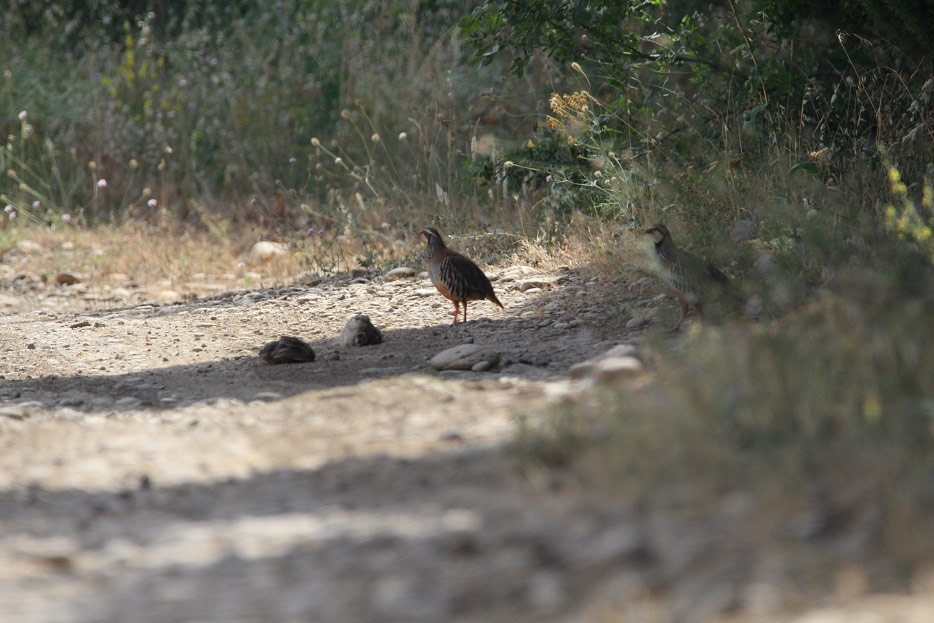 Perdreaux rouges prenant un bain de poussière