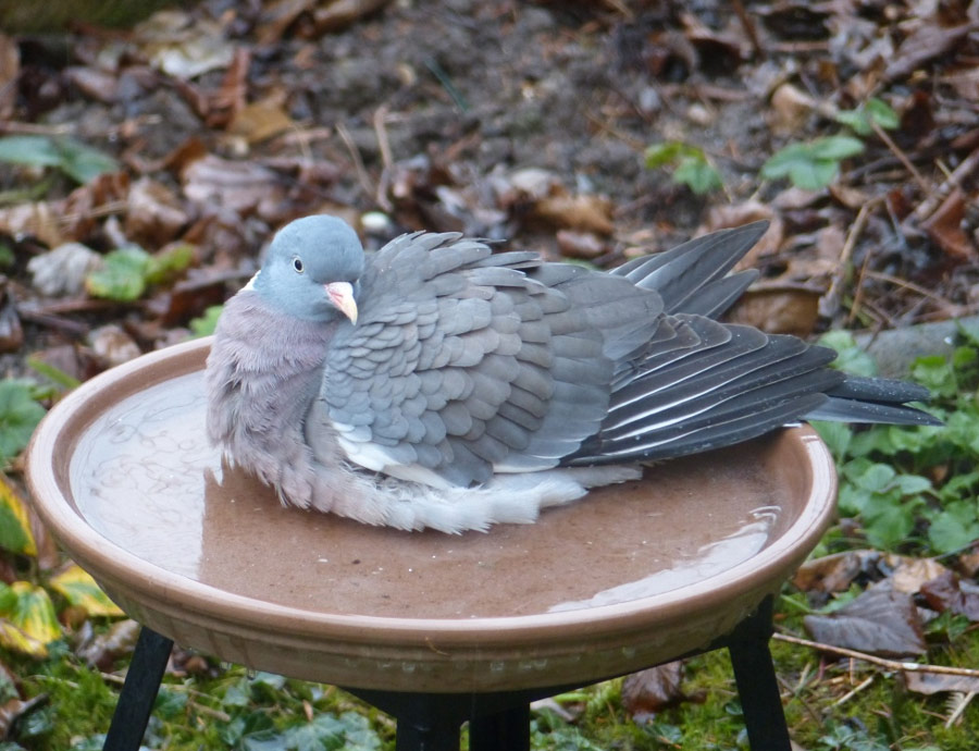 Pigeon ramier prenant un bain