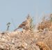 Cochevis huppé | Galerida cristata | Crested Lark