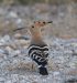 Huppe fasciée | Upupa epops | Hoopoe