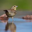 Bruant zizi femelle buvant dans un abreuvoir