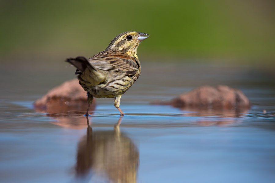 Bruant zizi femelle buvant dans un abreuvoir