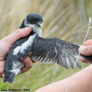 Description d’une nouvelle espèce d’oiseau marin en Nouvelle-Zélande : le Puffinure de Whenua Hou
