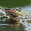 Bruant zizi mâle à l&rsquo;abreuvoir