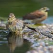 Couple de Bruants zizis à l&rsquo;abreuvoir
