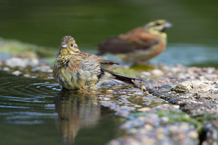 Couple de Bruants zizis à l&rsquo;abreuvoir