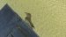 Gobemouche tyrrhénien | Muscicapa tyrrhenica | Tyrrhenian Flycatcher