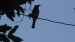 Gobemouche tyrrhénien | Muscicapa tyrrhenica | Tyrrhenian Flycatcher